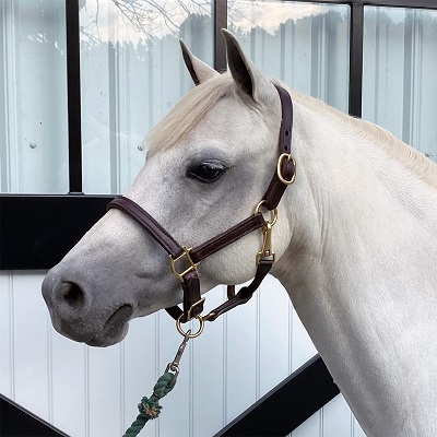 Miniature Horse - Silver Bar Show Halter w/Chain Lead – Hashbrowns