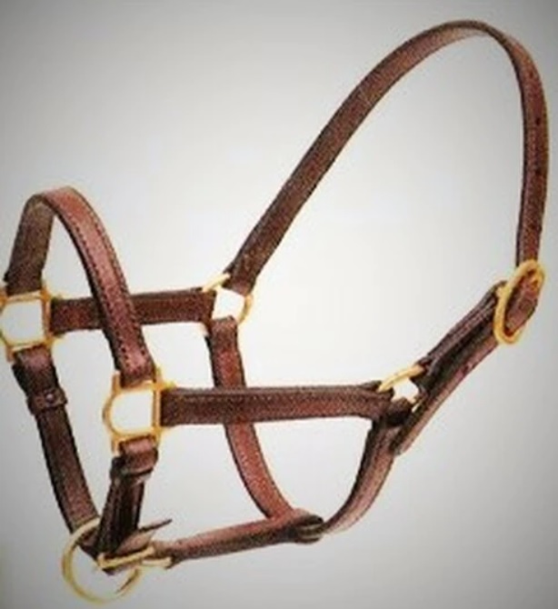 Padded Horse Halter Signature  Adjustable Halter – HorseHaus