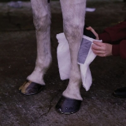 Just In - Animalintex Poultice Pads & Hoof Poultice