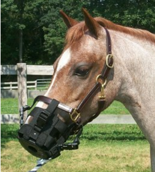 Breakaway grazing outlet muzzle