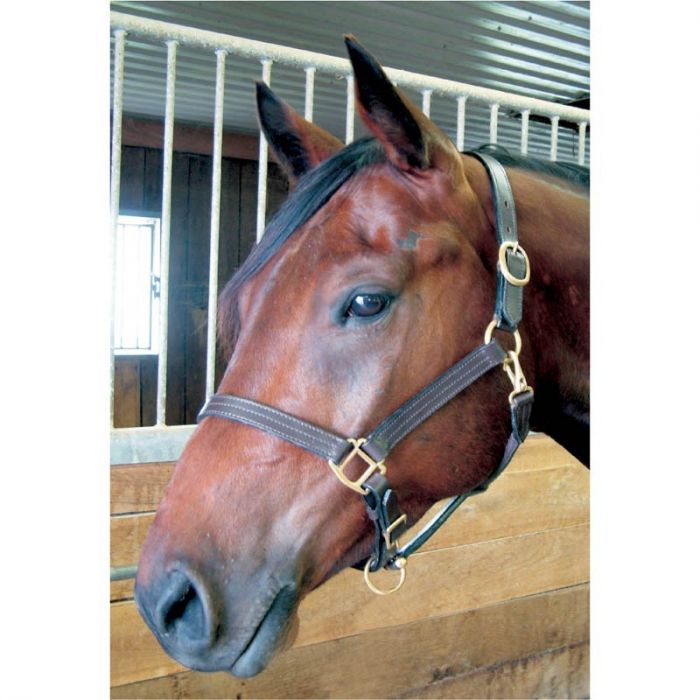 Padded Horse Halter Signature  Adjustable Halter – HorseHaus