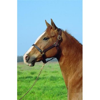 Padded Horse Halter Signature  Adjustable Halter – HorseHaus