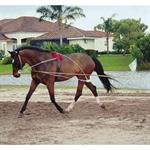 PESSOA LUNGEING SYSTEM,HORSE