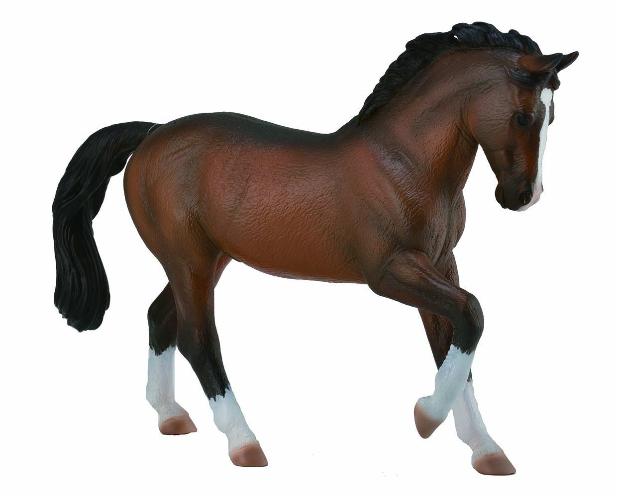 WARMBLOOD BAY STALLION