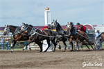 E&L CHUCKWAGON HARNESS COMPLETE