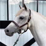 3/4^ BEILERS ECONOMY LEATHER HALTER - COLT