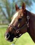 SAGE FAMILY PADDED LEATHER HALTER W/ROSE GOLD HARDWARE - FULL