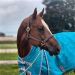 RAISED STITCHED LEATHER HALTER - PONY