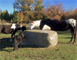 LARGE SQUARE SLOW BALE BUDDY