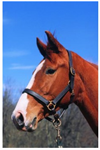 IMPERIAL TRACK HALTER 3/4^ - HAVANA -HORSE