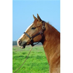 IMPERIAL 1^ STABLE HALTER - HAVANA - HORSE