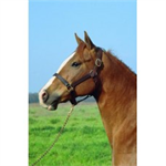 IMPERIAL STABLE HALTER 1^ - HAVANA - YEARLING